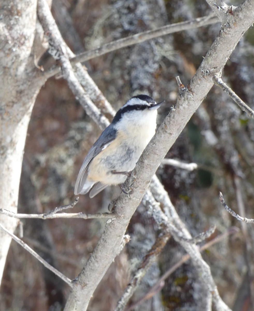 Red-breasted Nuthatch - ML548112531