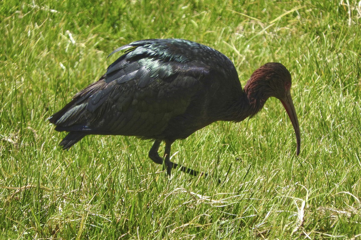 ibis andský - ML548113151
