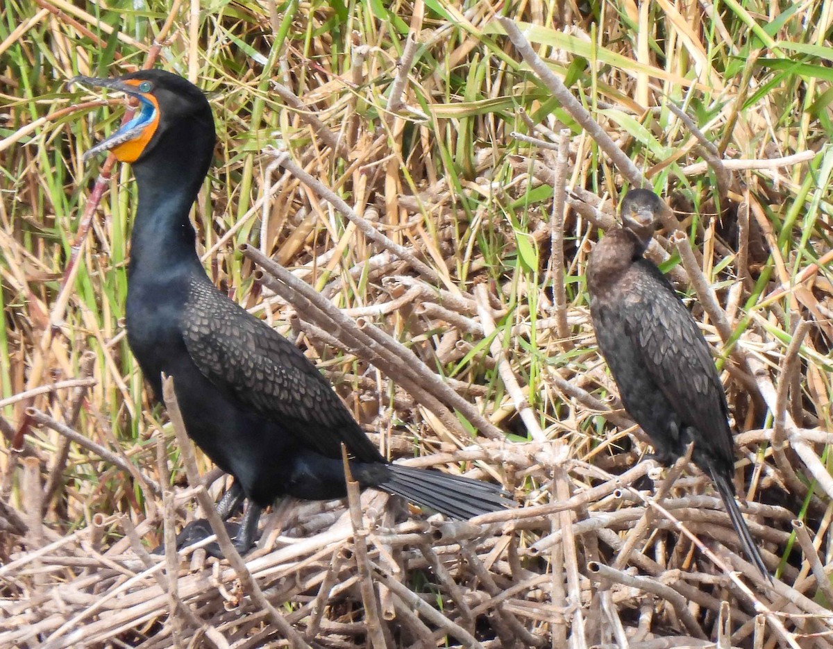 Cormorán Orejudo - ML548113401