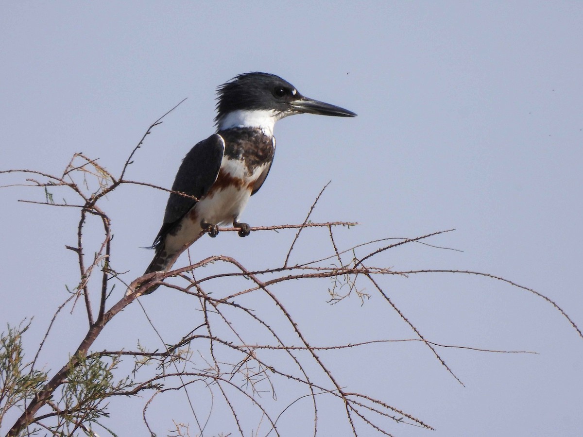 Belted Kingfisher - ML548113611