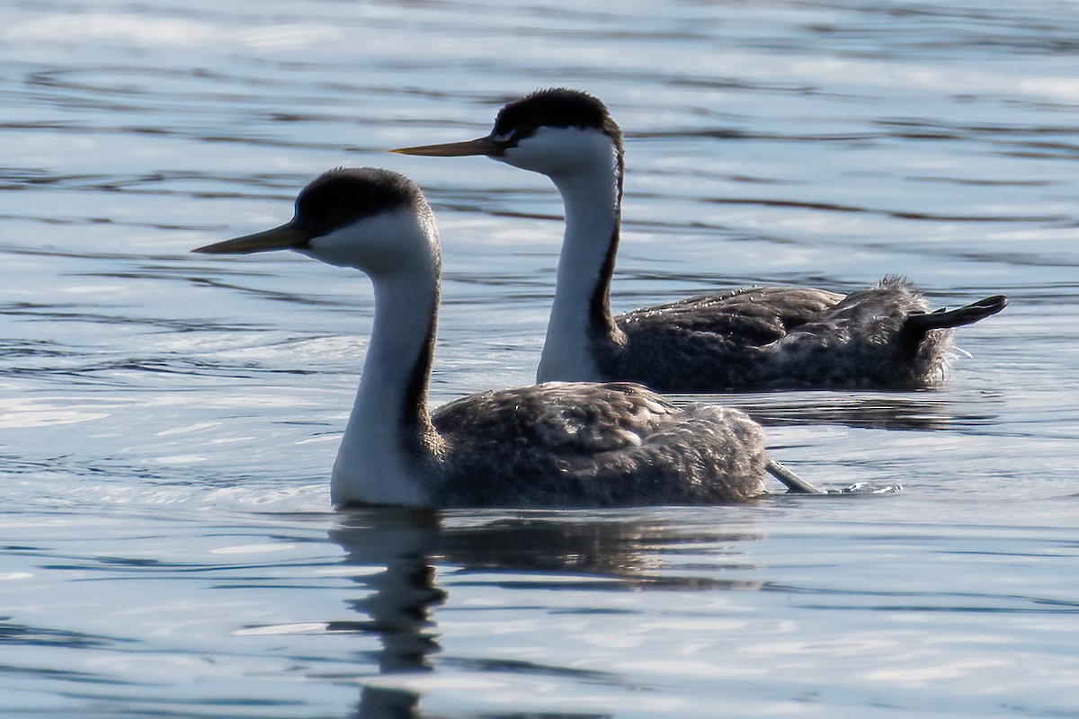 Western/Clark's Grebe - Derek Hudgins