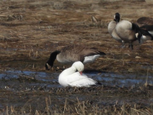 Snow Goose - ML548115011