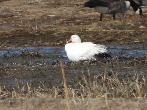 Snow Goose - ML548115021