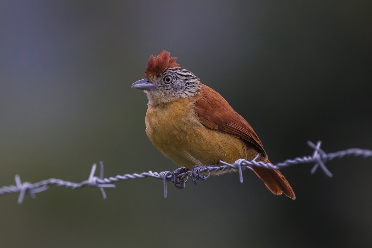 Barred Antshrike - ML548115921