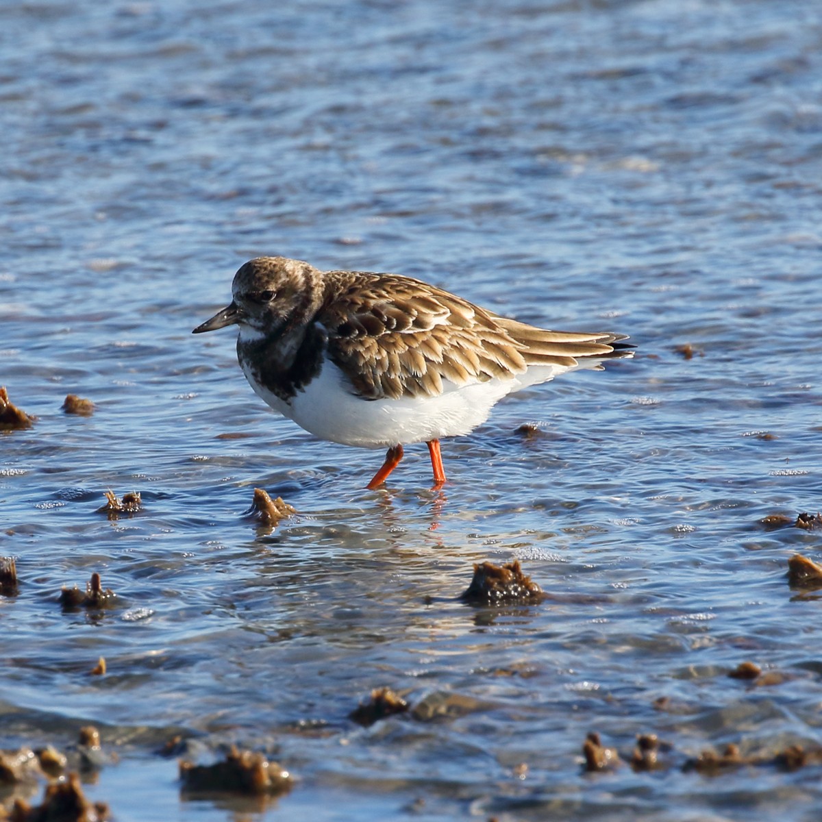 Ruddy Turnstone - Dan Vickers