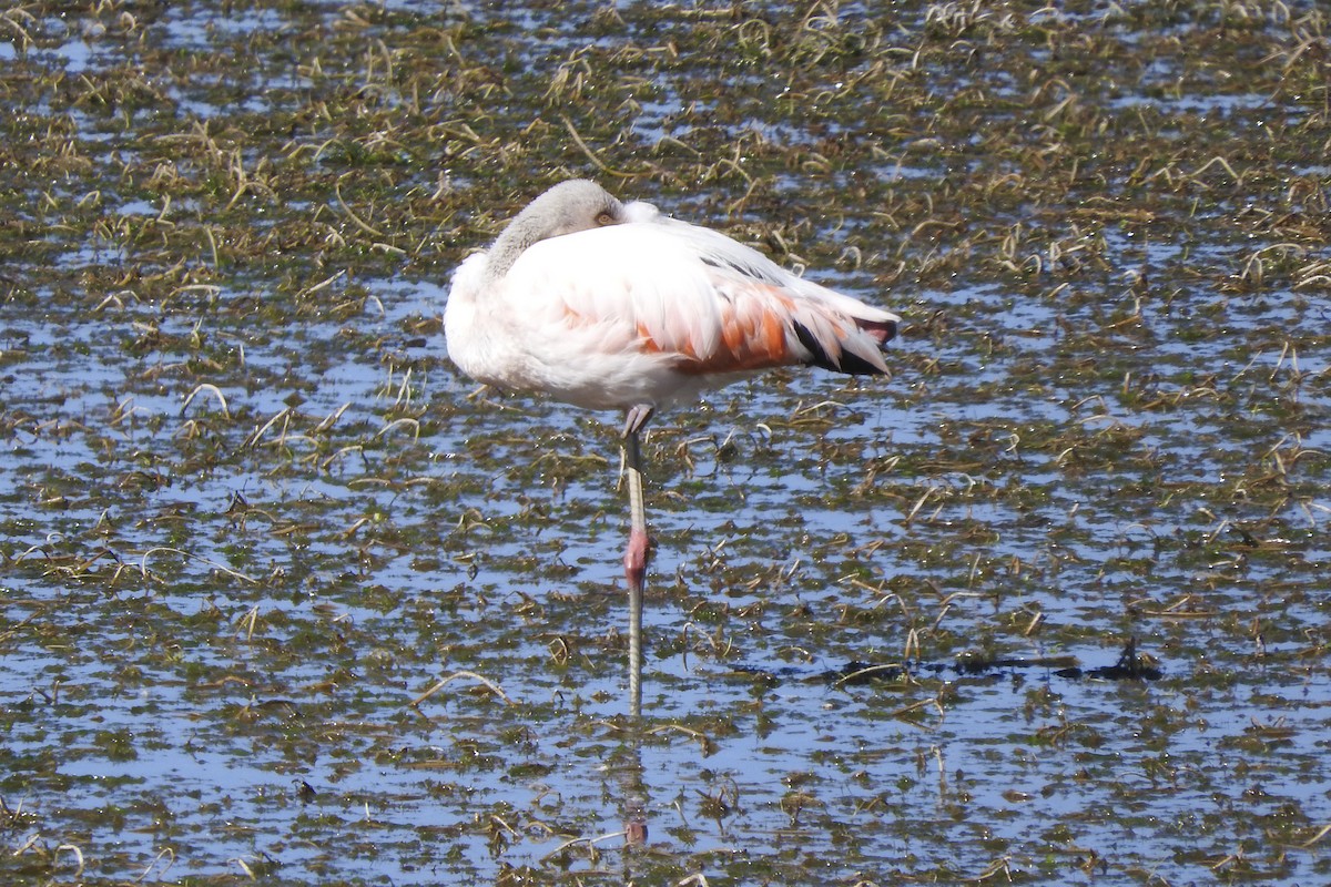 Chilean Flamingo - Anonymous