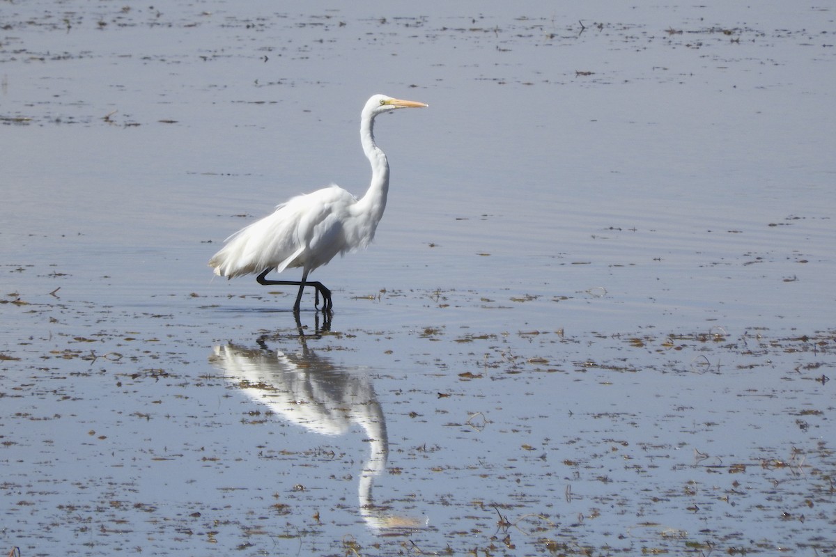 Great Egret - ML548117641