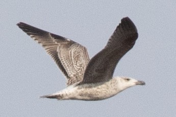 Great Black-backed Gull - ML548118361