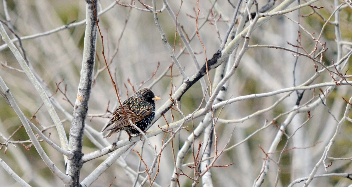 European Starling - ML548118481