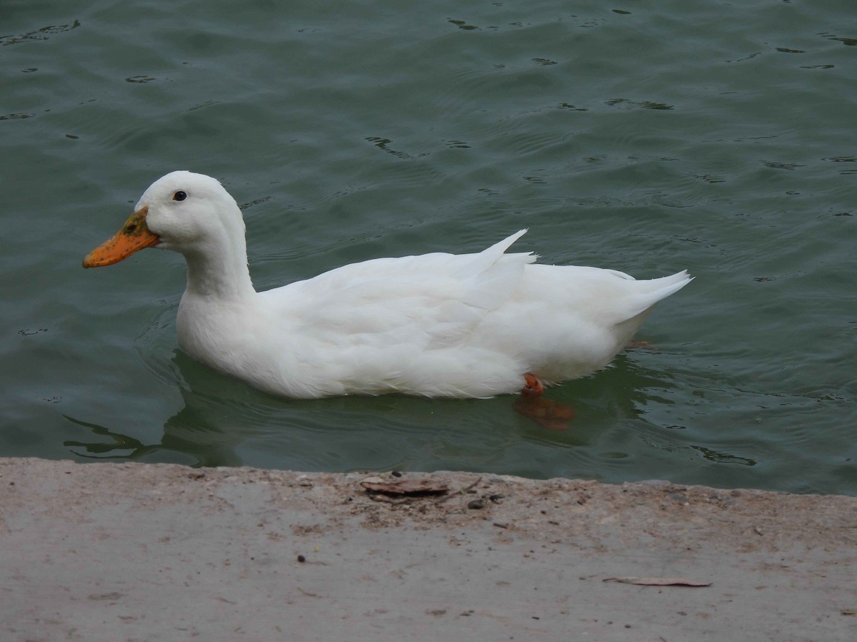 Mallard (Domestic type) - ML548118671