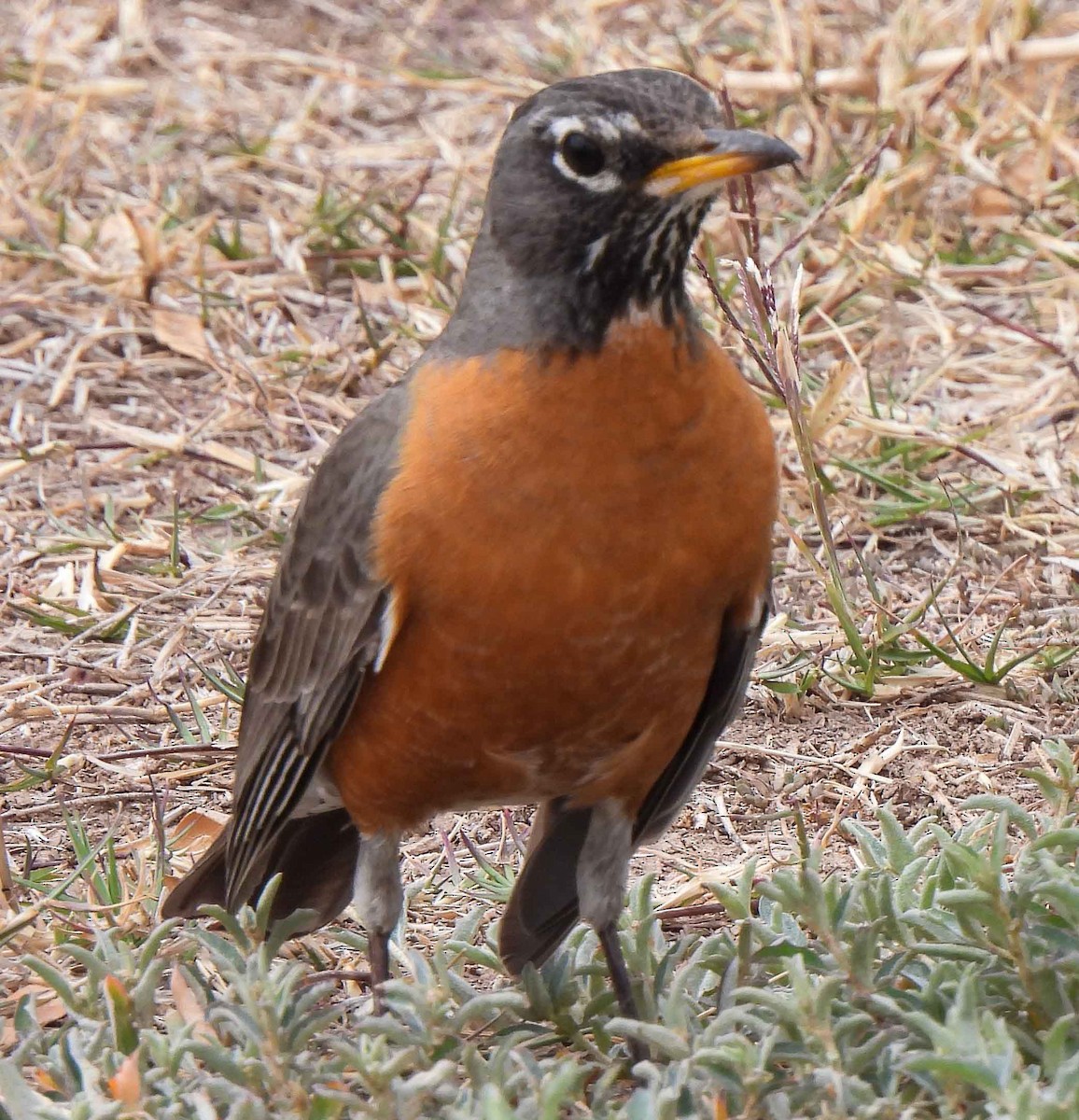 American Robin - ML548118761