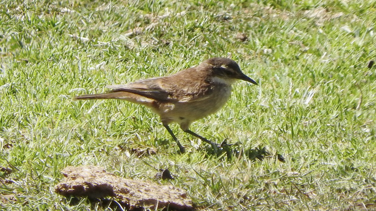 Cream-winged Cinclodes - ML548120221