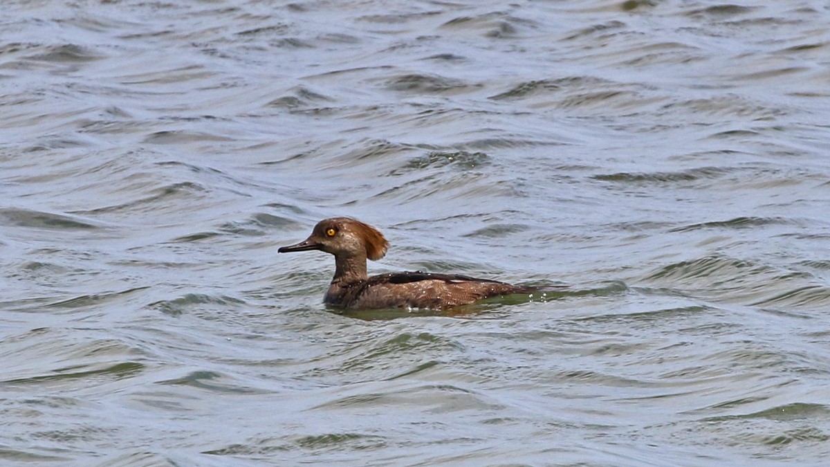 Hooded Merganser - ML54812041