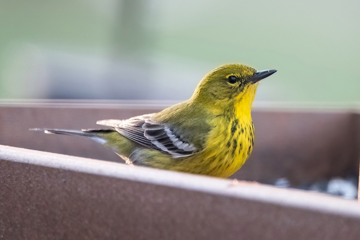 Pine Warbler - Sue Barth