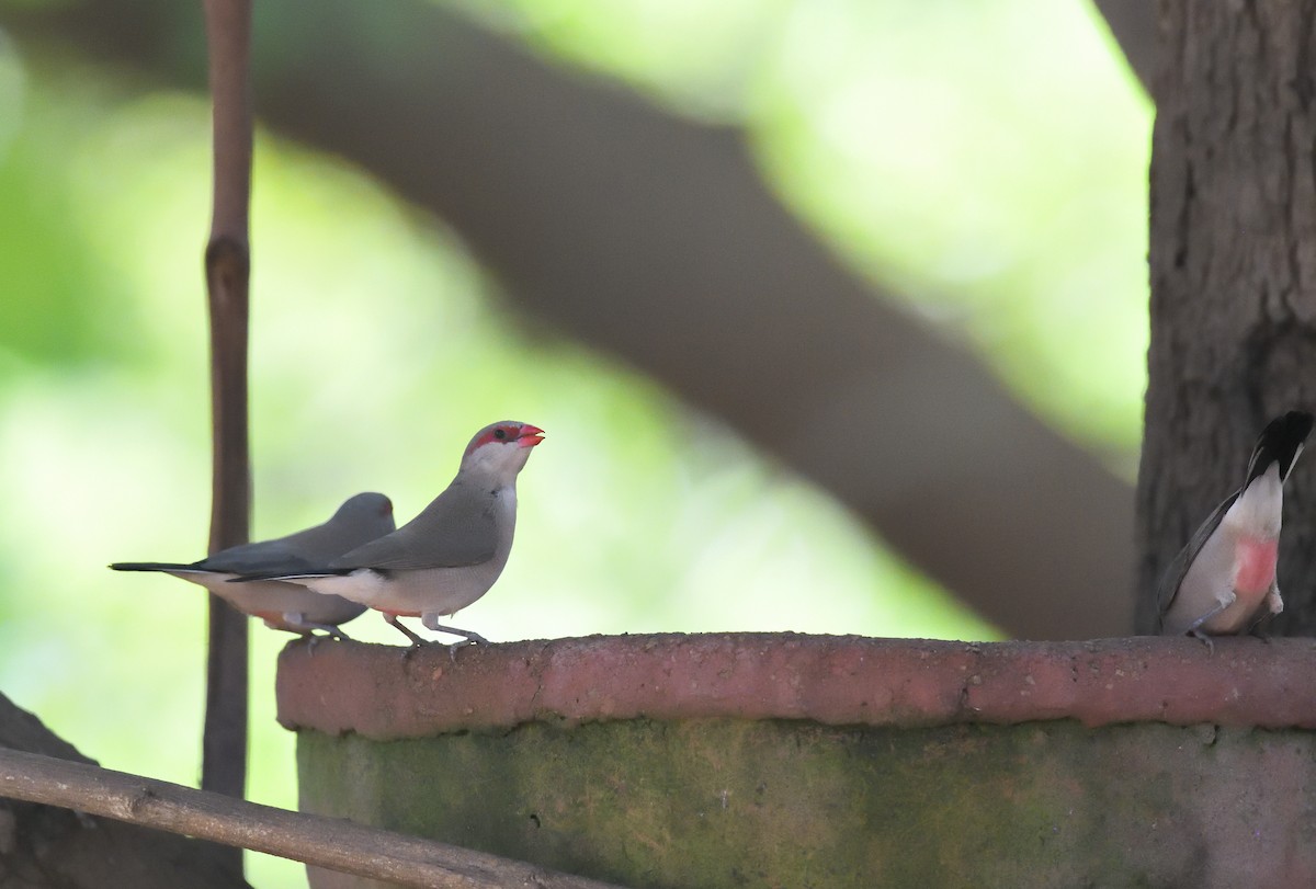 Black-rumped Waxbill - ML548121181