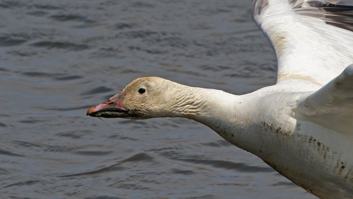 Snow Goose - ML54812241