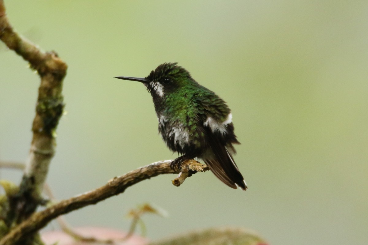 kolibřík trnoocasý - ML54812261