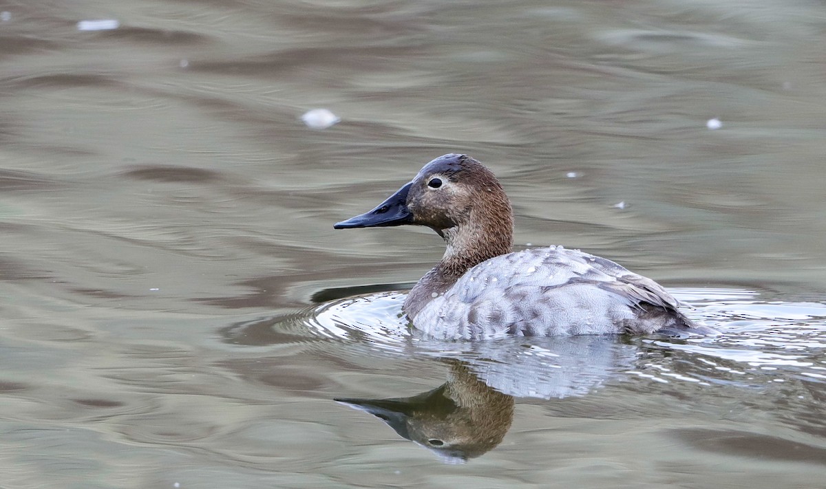 Canvasback - ML548122641