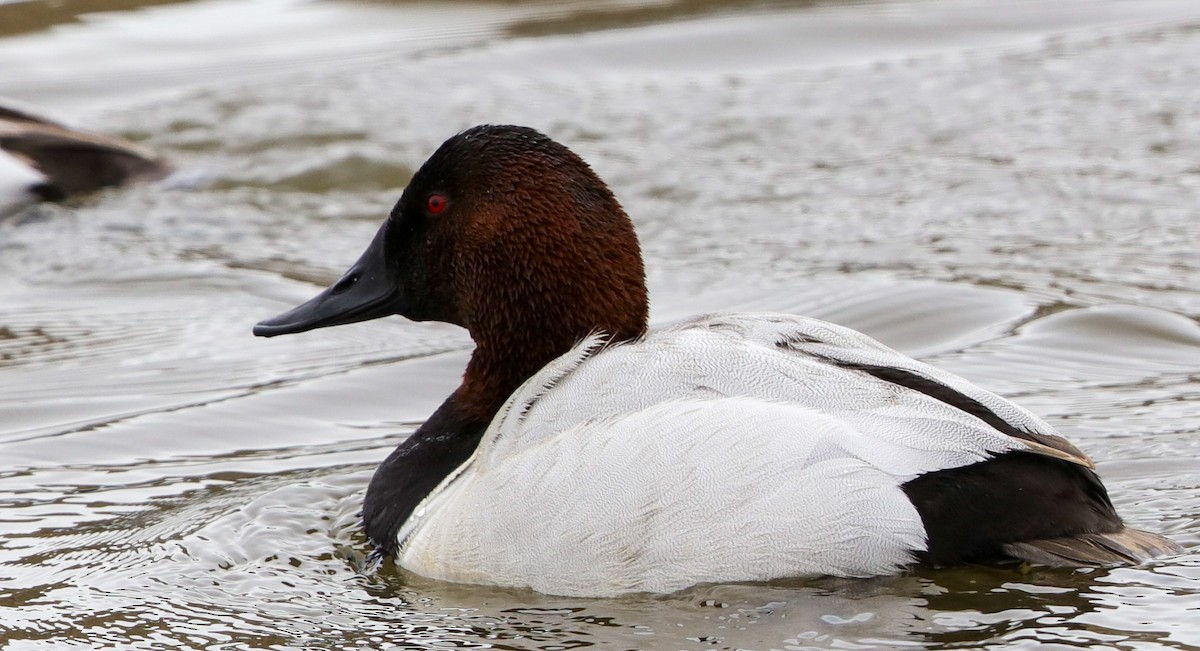 Canvasback - ML548122651