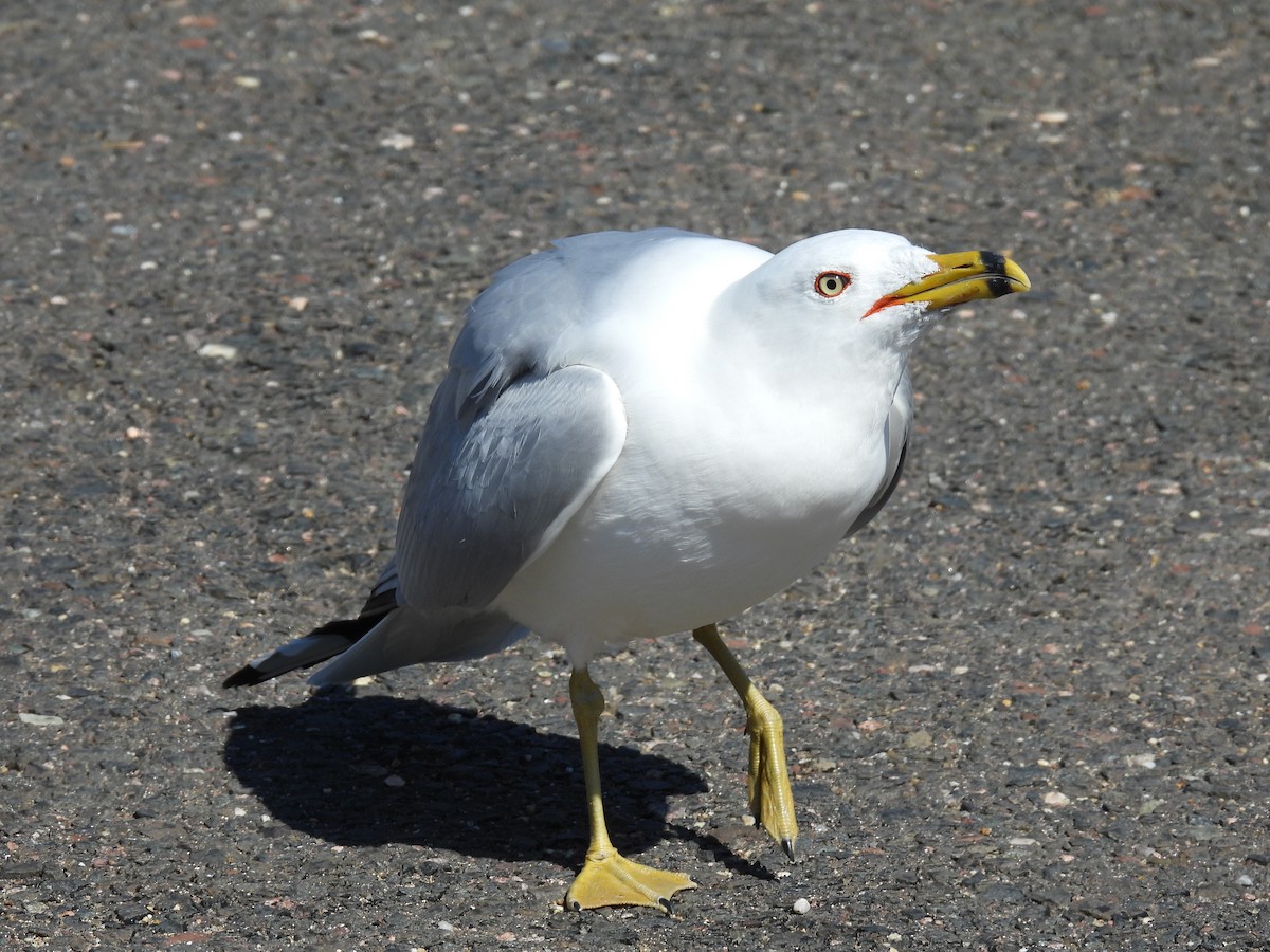 Ring-billed Gull - Jeff Fengler