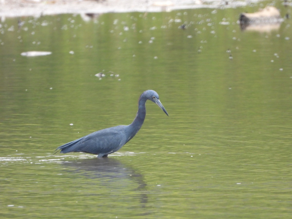 Garceta Azul - ML548125951