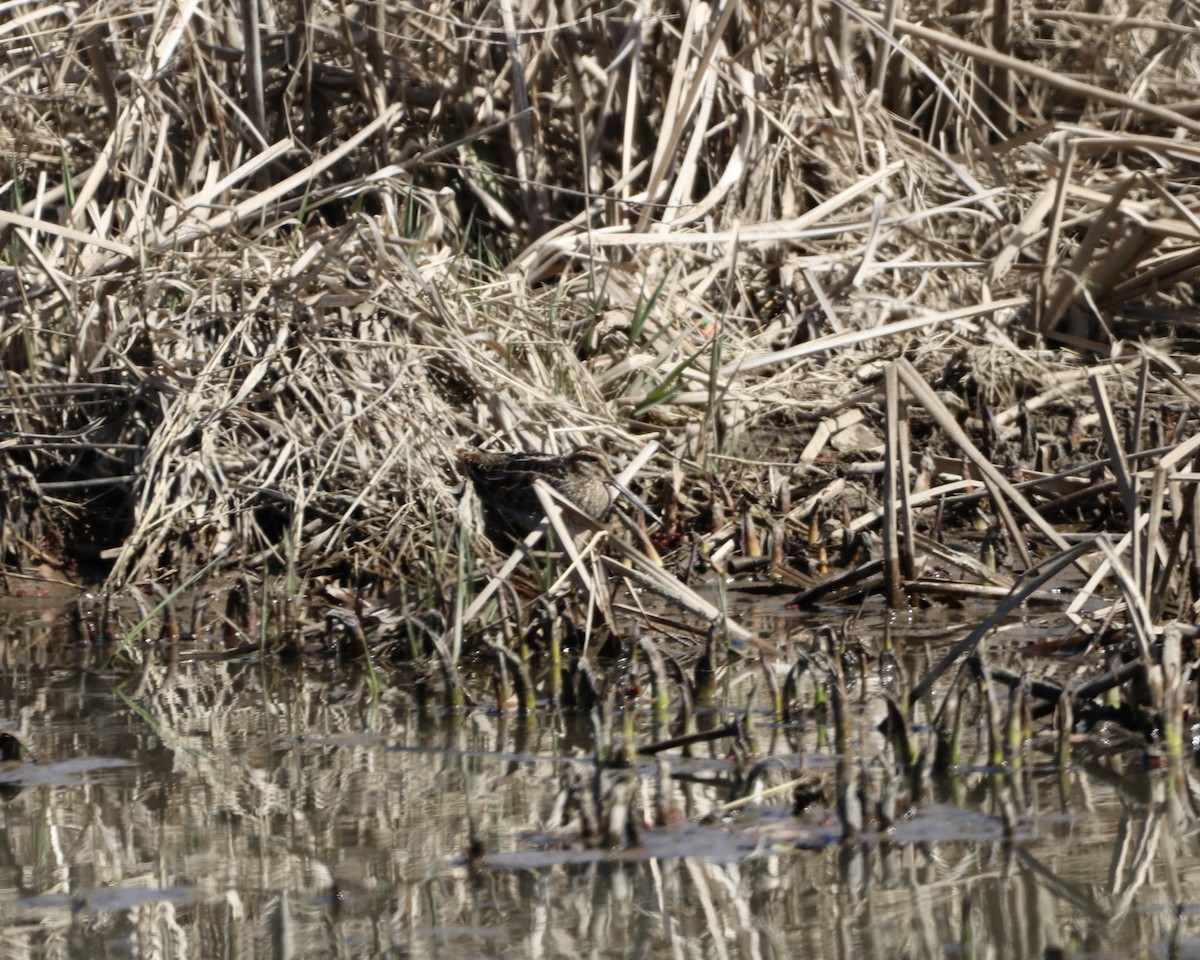 Wilson's Snipe - ML548127231