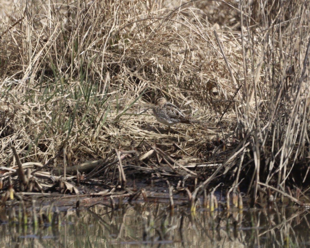 Wilson's Snipe - ML548127301