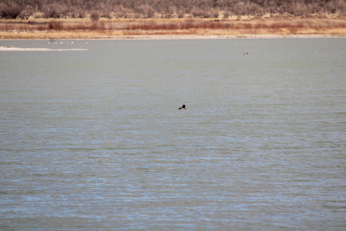 American Coot - ML548128131