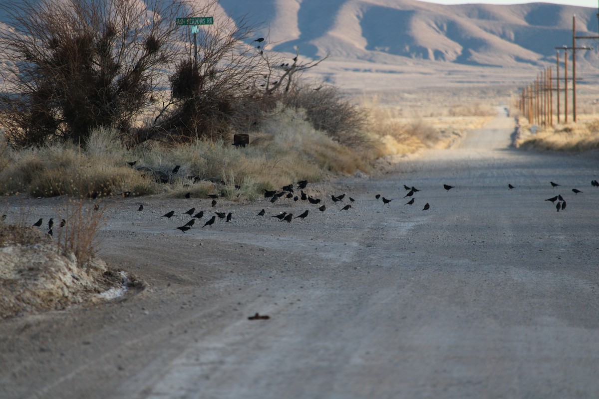 Brewer's Blackbird - ML548128781