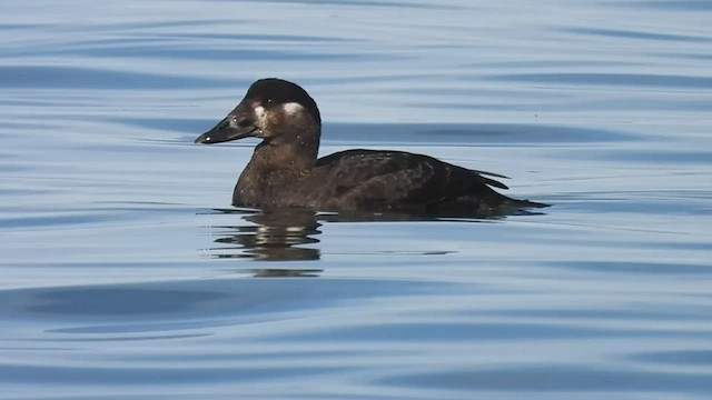 Surf Scoter - ML548129381