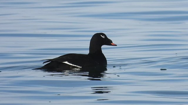 White-winged Scoter - ML548129811