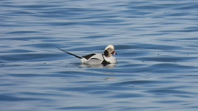 Long-tailed Duck - ML548130411