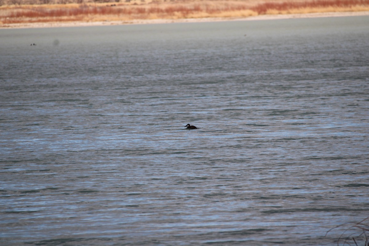 Ruddy Duck - ML548131851