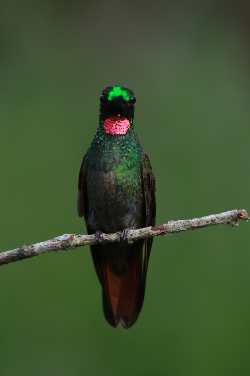 Brazilian Ruby - Richard Garrigus