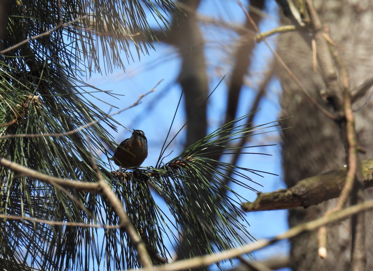 Red-breasted Nuthatch - ML548133071