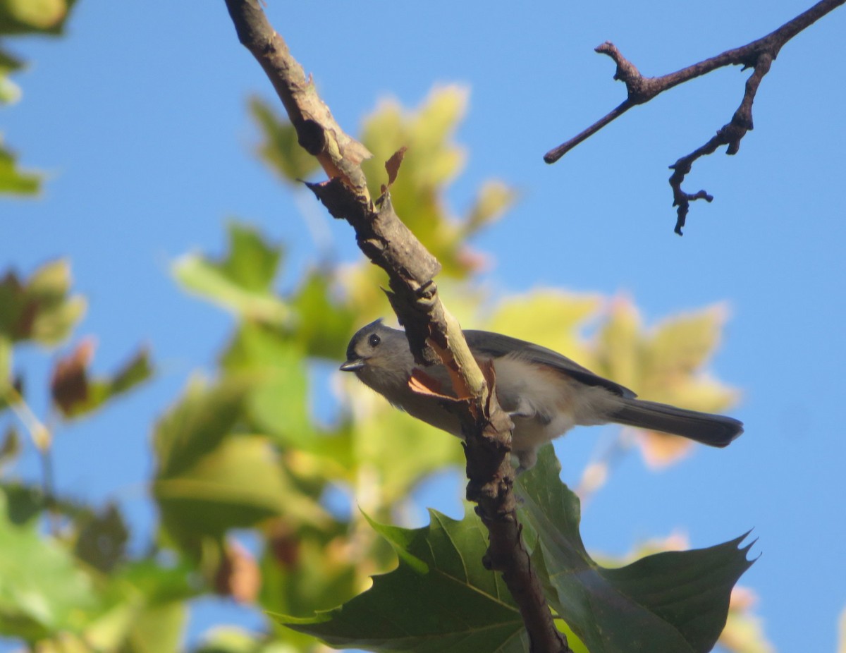 Tufted Titmouse - ML548133291