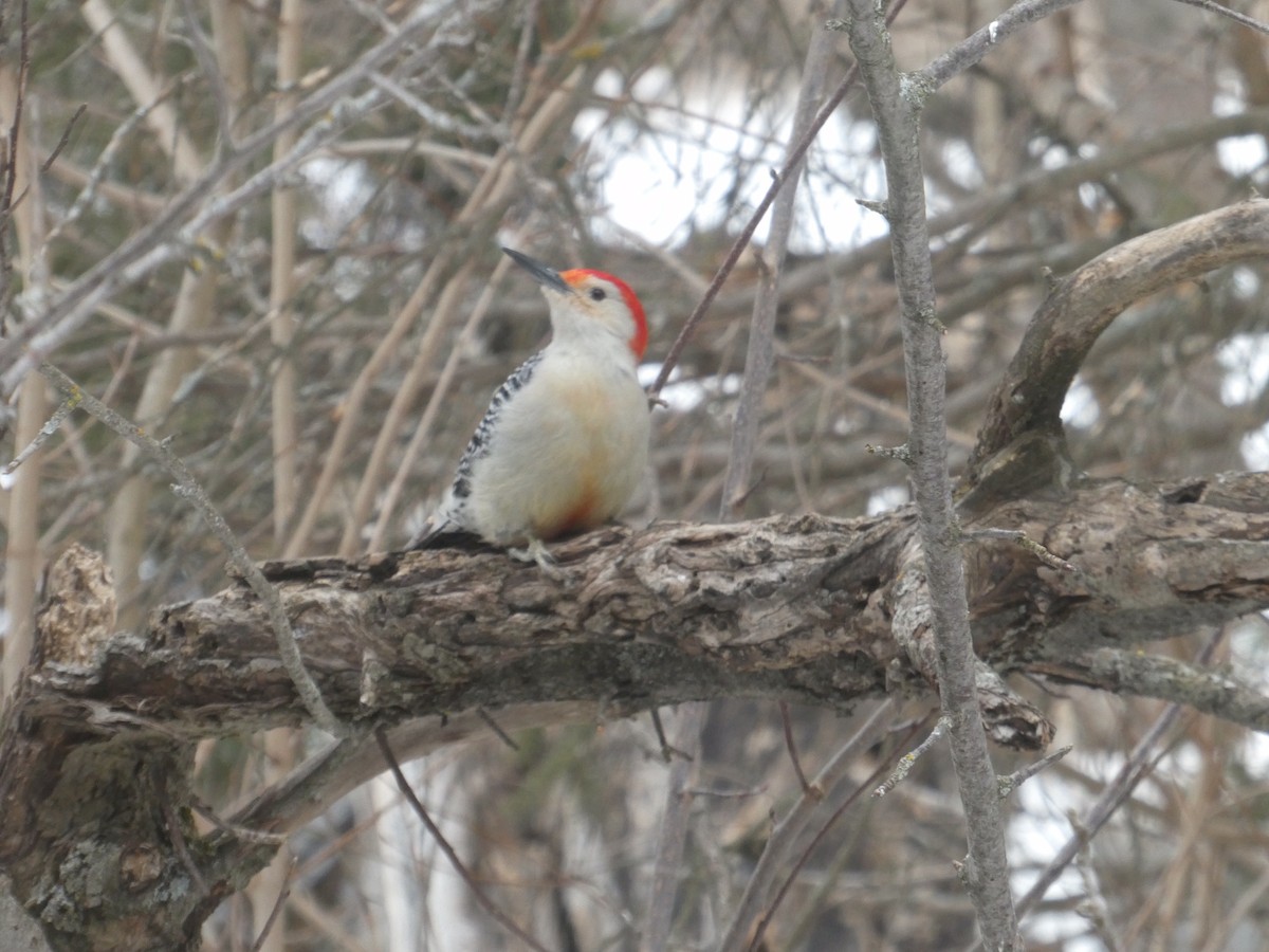 Red-bellied Woodpecker - ML548134121