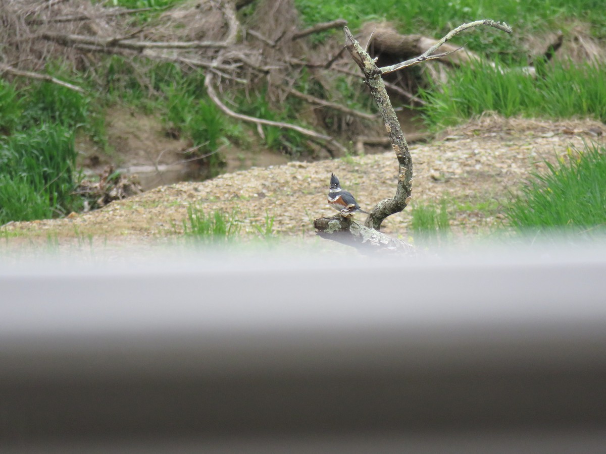 Belted Kingfisher - ML548134761