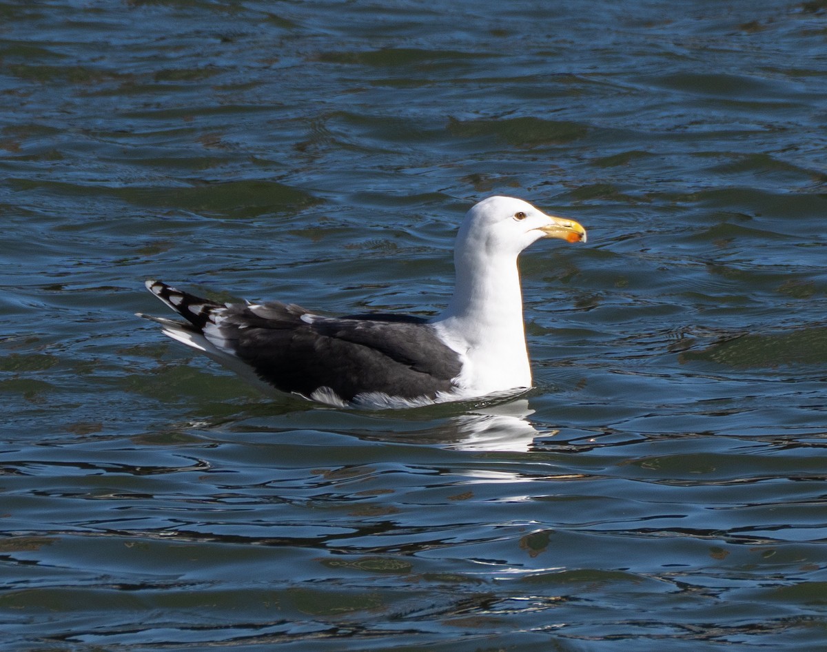 Great Black-backed Gull - ML548134791