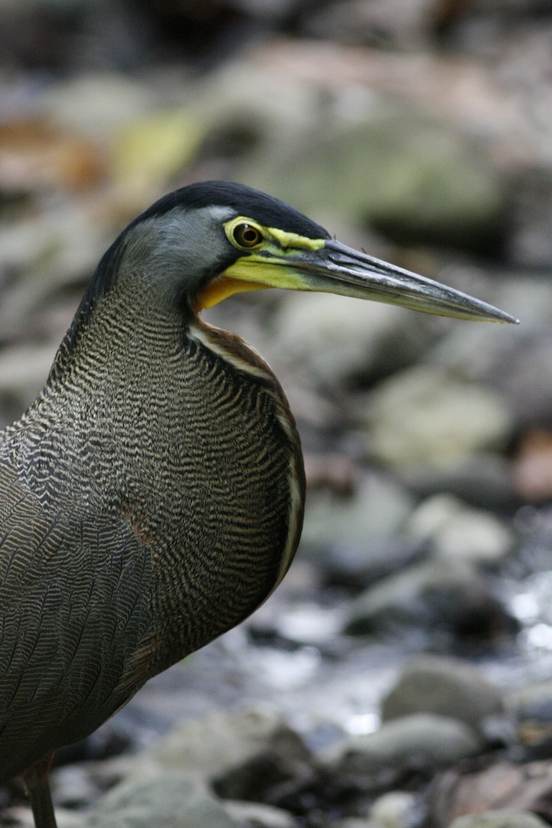 Bare-throated Tiger-Heron - ML54813531