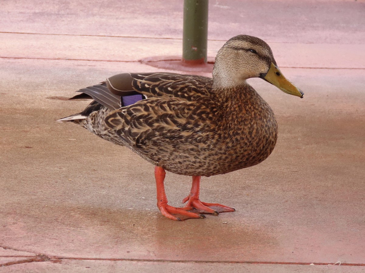 Mallard x Mottled Duck (hybrid) - ML548135321