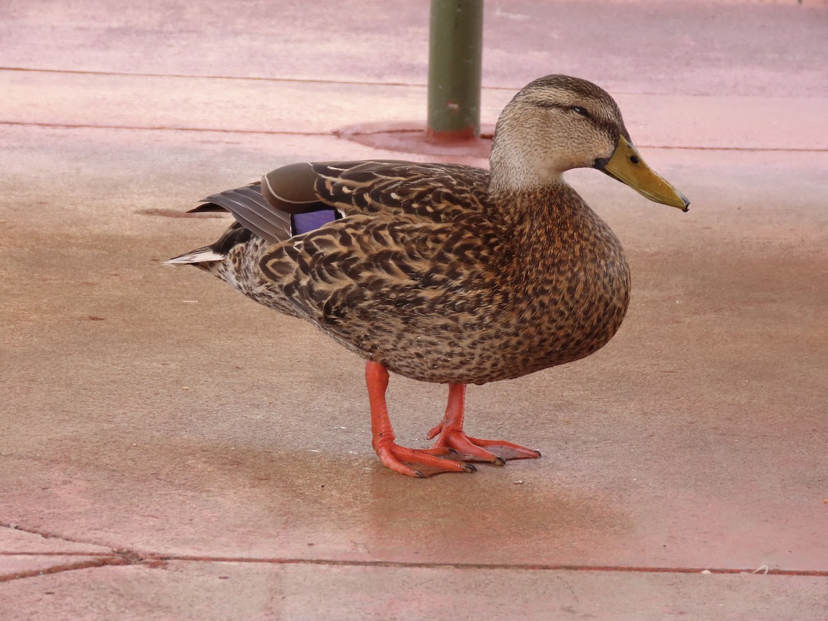 Mallard x Mottled Duck (hybrid) - ML548135351