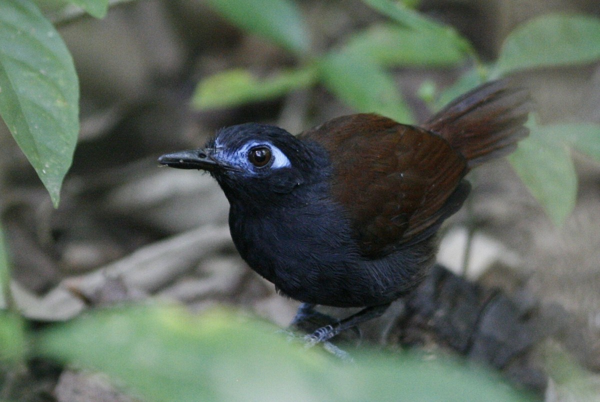 Chestnut-backed Antbird - Oscar Johnson