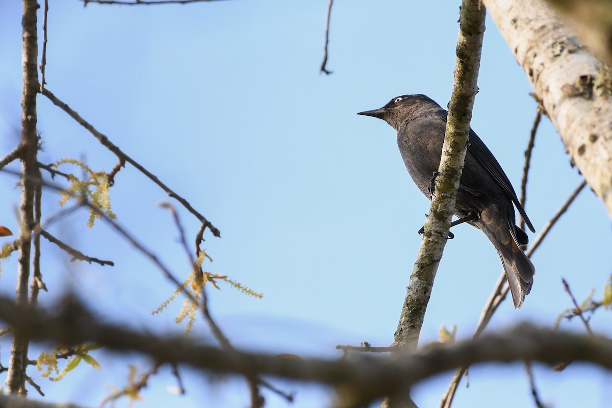 Rusty Blackbird - ML548135901