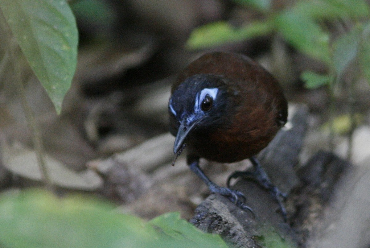 Chestnut-backed Antbird - Oscar Johnson