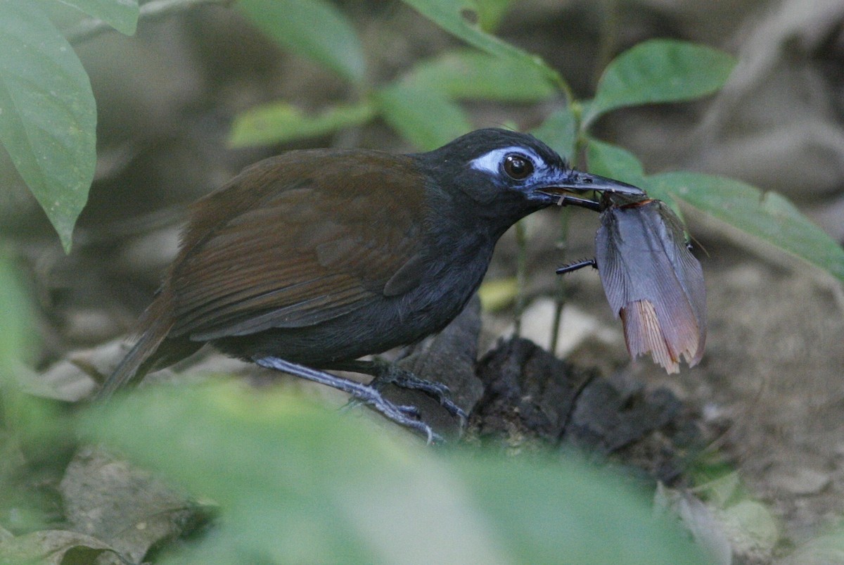 Braunrücken-Ameisenvogel - ML54813601