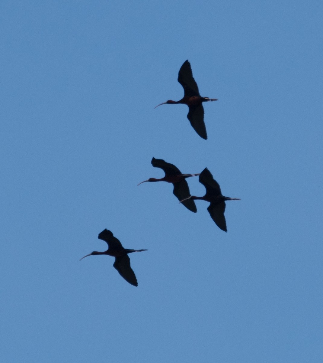 ibis hnědý - ML54813611