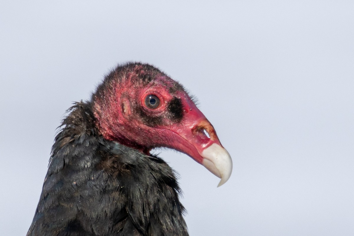 Turkey Vulture - Gavin McKinnon