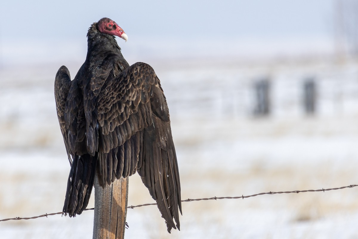 Turkey Vulture - Gavin McKinnon