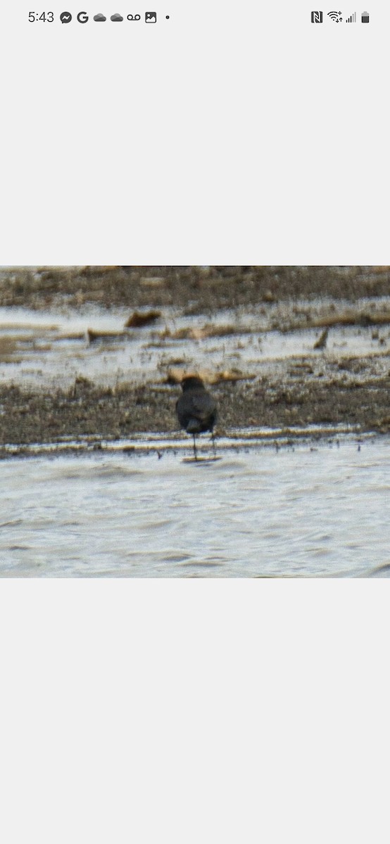 Rusty Blackbird - ML548136231